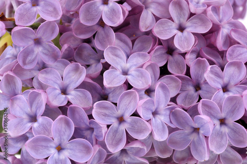 Fleurs de lilas mauve en gros plan