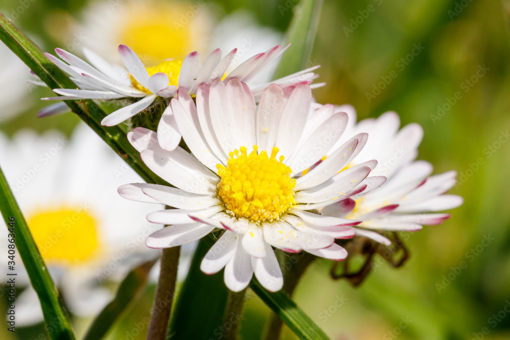 young fresh yellow white daisy flowers on a green meadow, close up macro, sunlight, april young fresh yellow white daisy flowers on a green meadow, close up macro, sunlight, april