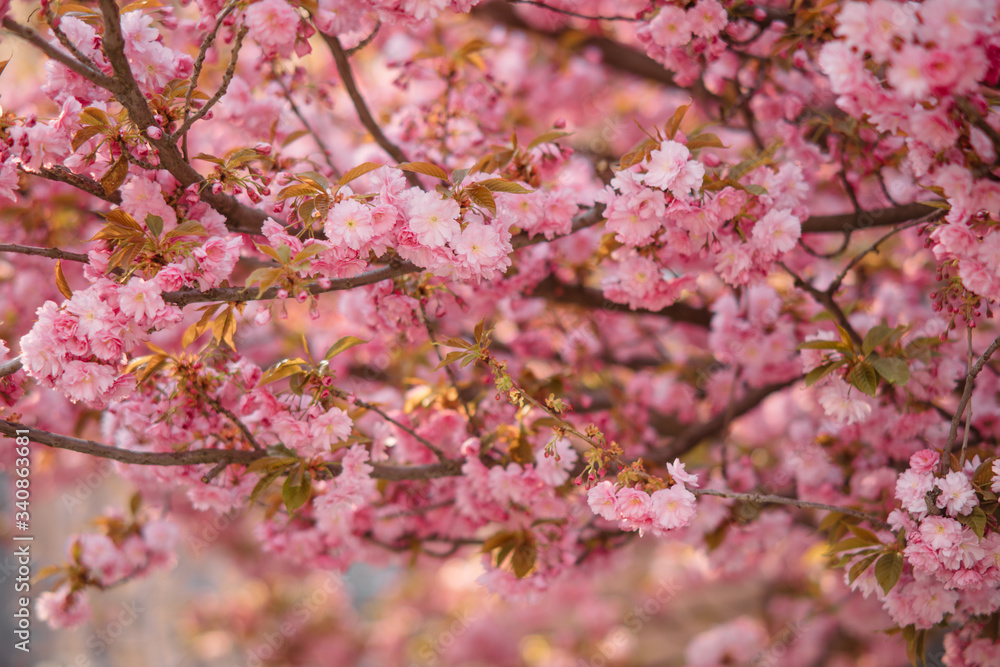 Blooming branches of sakura for background or wallpapers. Blooming branches of sakura for background or wallpapers.