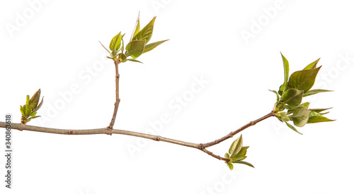 Fragment of a branch of a lilac bush with green young leaves. on a white background
