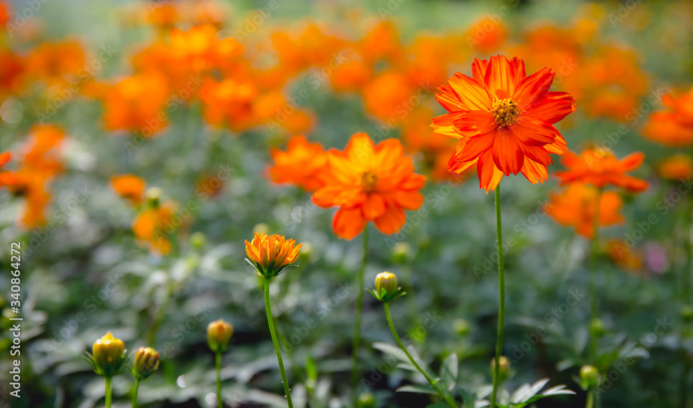 Yellow flower in the garden for background. Yellow flower in the garden for background.