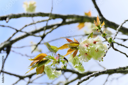 咲き始めたウコン桜 © v_0_0_v