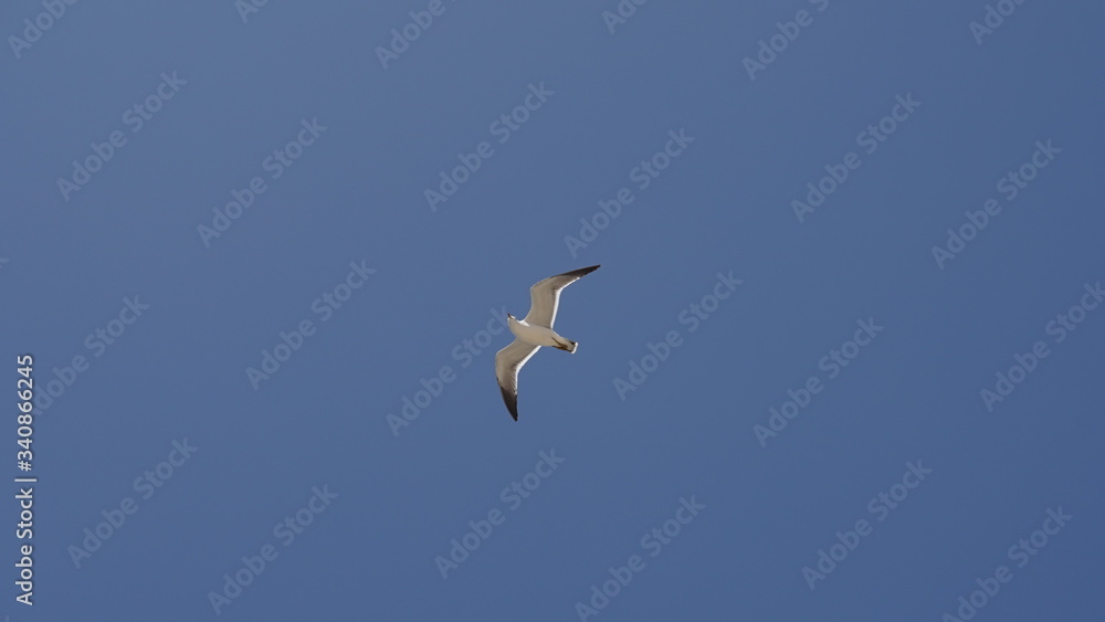 Obraz premium 푸른 하늘 아래 자유로운 갈매기