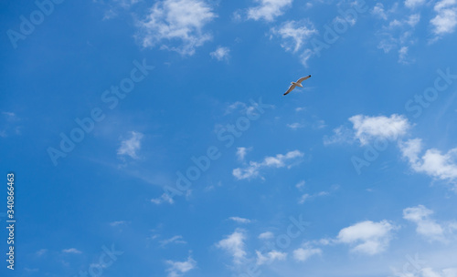 CLOUDY SKY WITH SEAGULLS IN SPRING