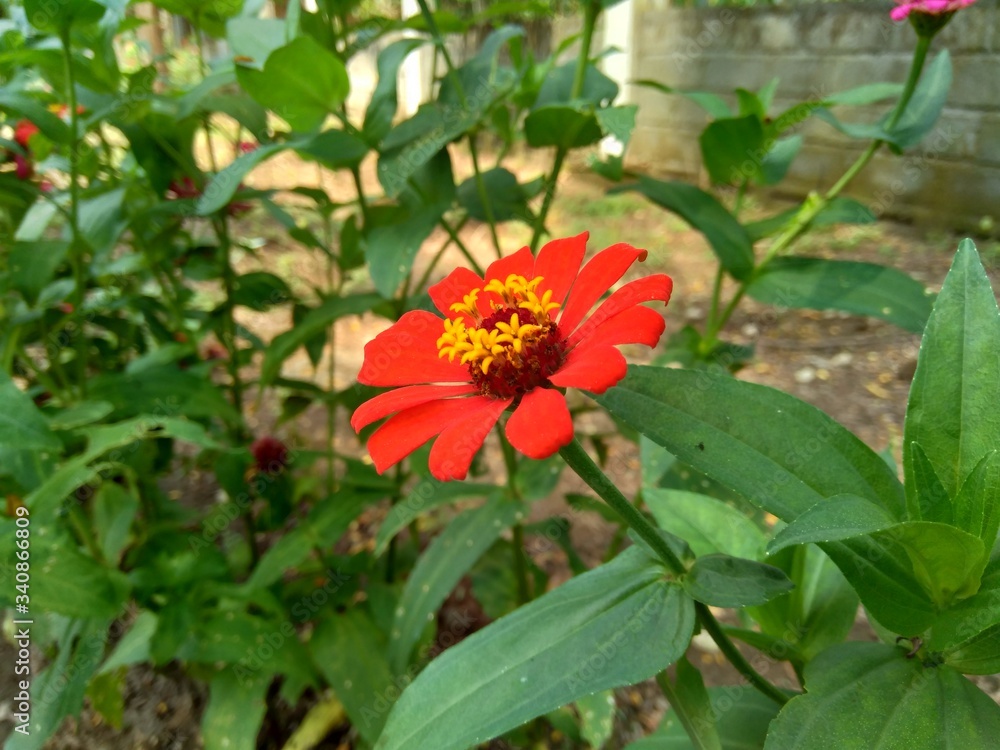 Zinnia elegans (youth and age, common zinnia, elegant zinnia) flower with natural background Zinnia elegans (youth and age, common zinnia, elegant zinnia) flower with natural background