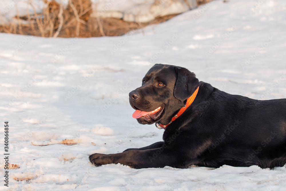 Black Labrador Retriever lying in the snow Black Labrador Retriever lying in the snow