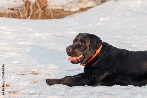 Black Labrador Retriever lying in the snow