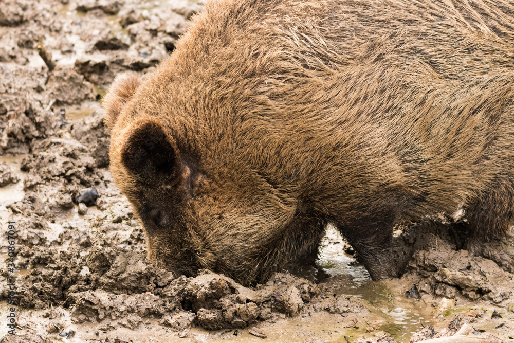 Ein Wildschwein suhlt im Schlamm Ein Wildschwein suhlt im Schlamm