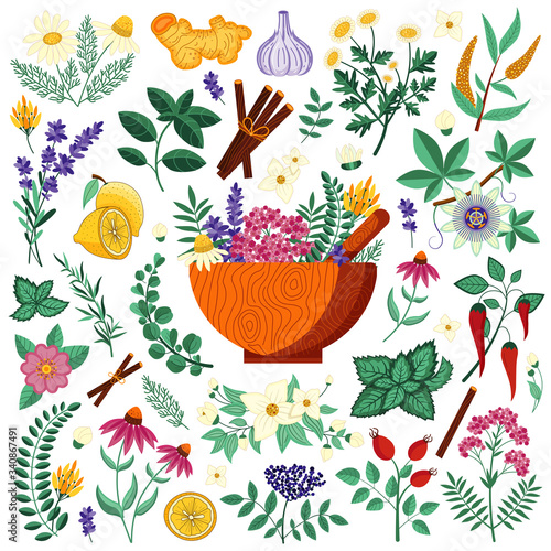 Medical Herbs and Homeopathic Heeling Plants Set