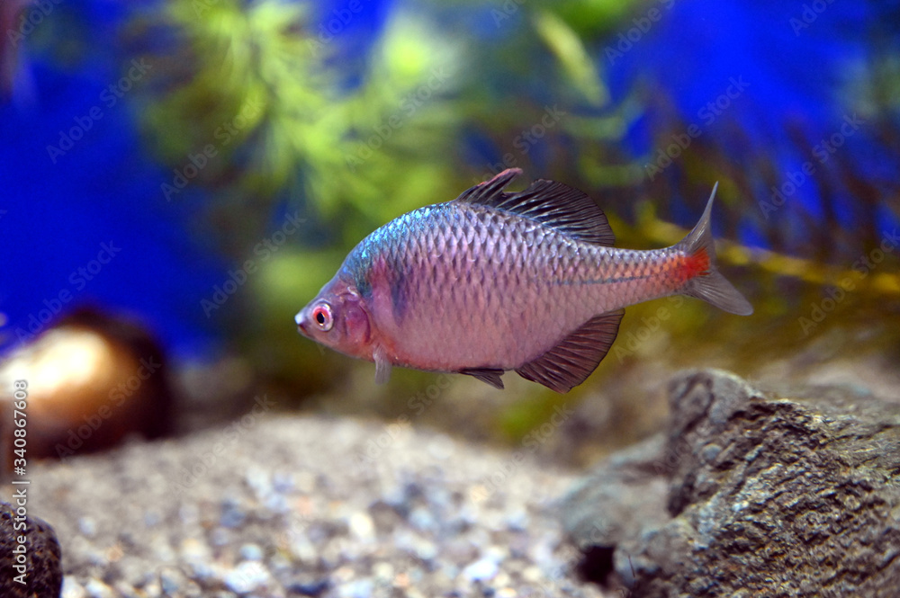 Obraz premium 水中をゆっくり泳ぐニッポンバラタナゴ
