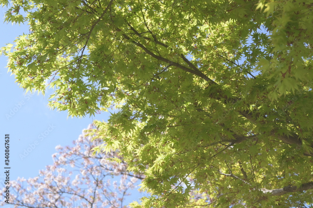 Fototapeta premium 新緑