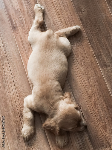 little cute spaniel puppy lies on the floor