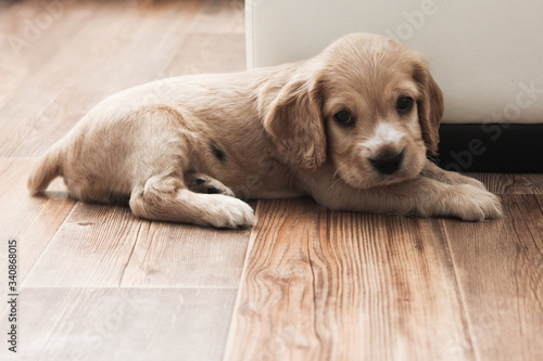 little cute spaniel puppy lies on the floor