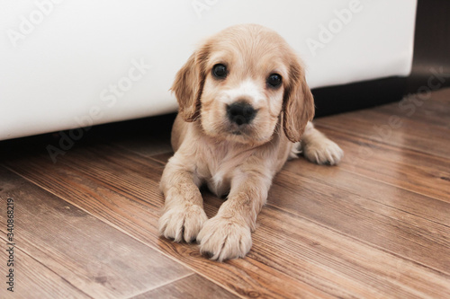 little cute spaniel puppy lies on the floor