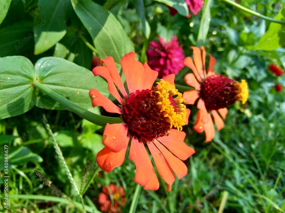 Zinnia elegans (youth and age, common zinnia, elegant zinnia) flower with natural background Zinnia elegans (youth and age, common zinnia, elegant zinnia) flower with natural background