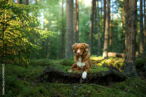 dog in the forest. Nova Scotia Duck Tolling Retriever in nature, among the trees. 