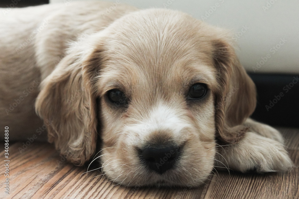 little cute spaniel puppy lies on the floor little cute spaniel puppy lies on the floor