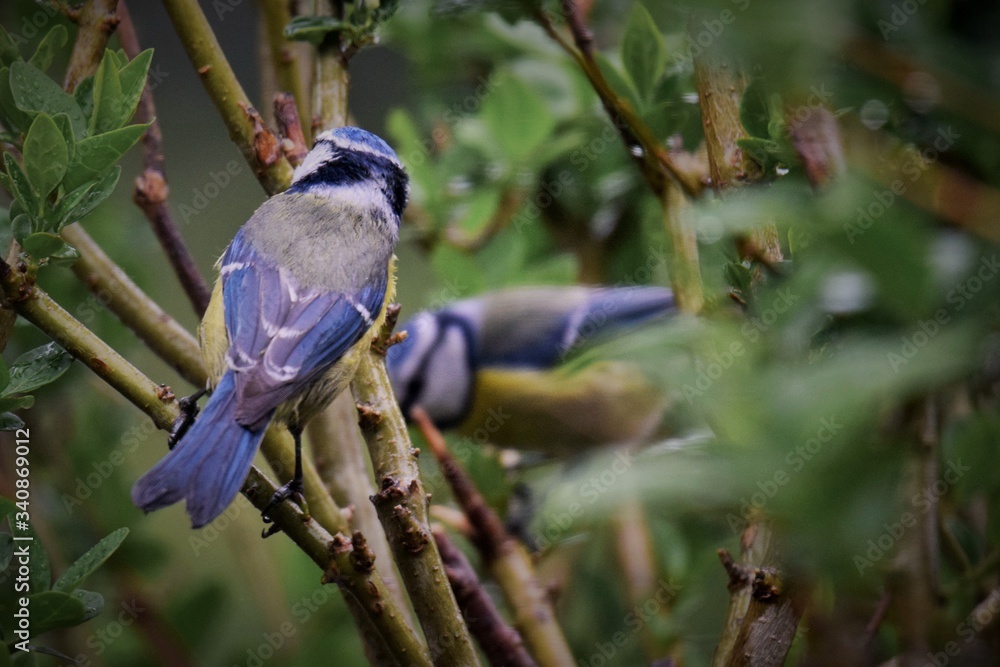 Obraz premium mésange bleue