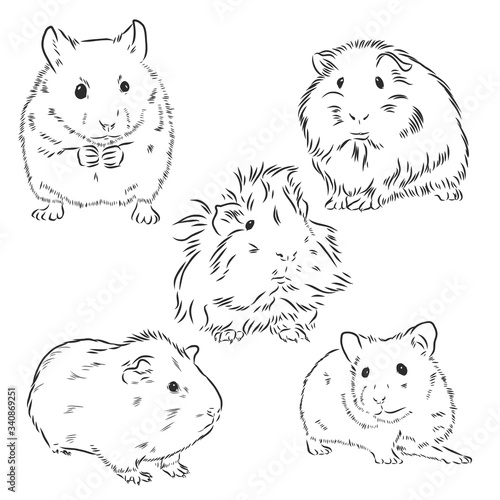 Guinea pig or Cavy inky hand drawn sketch vector illustration, Guinea pig vector sketch illustration