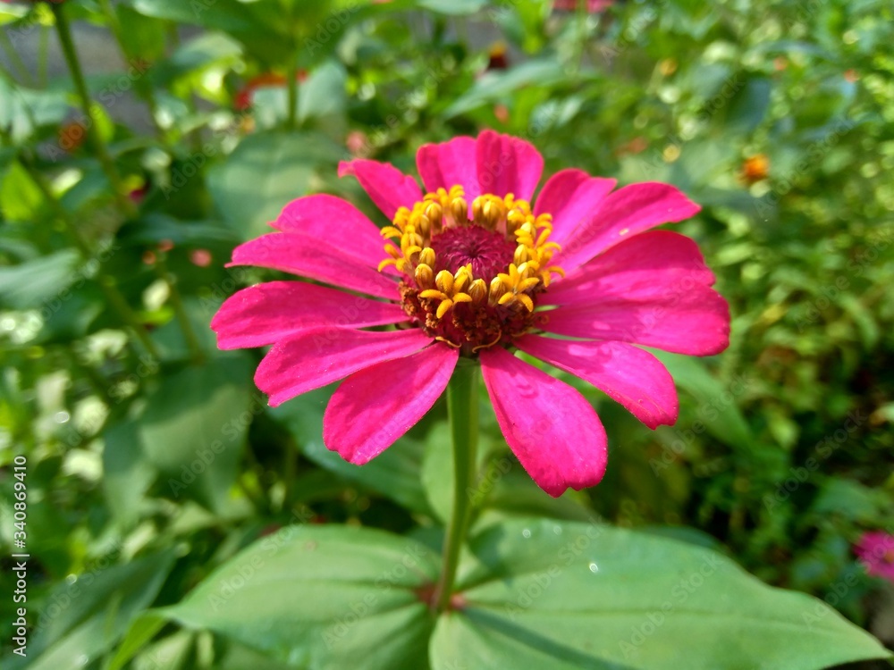 Fototapeta premium Zinnia elegans (youth and age, common zinnia, elegant zinnia) flower with natural background