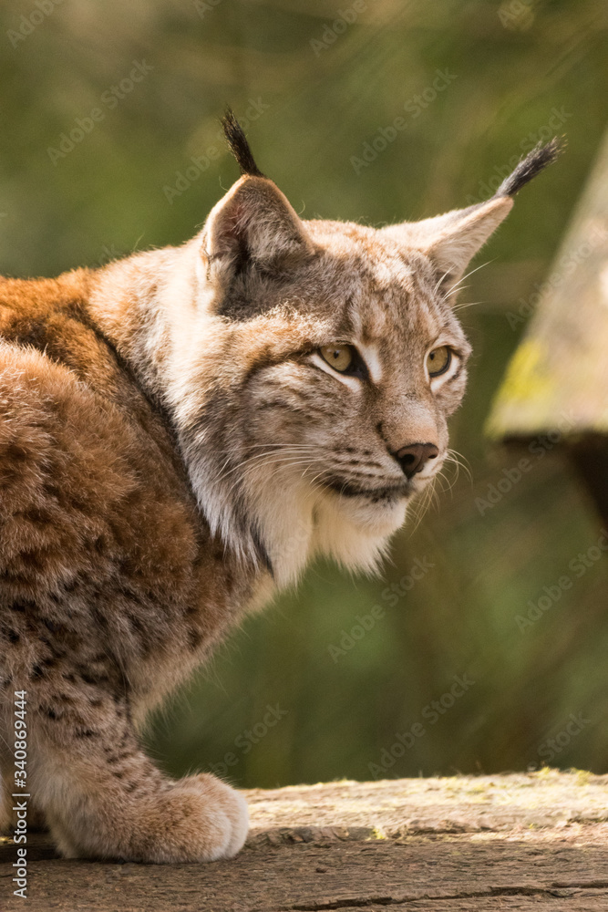 Der Luchs im Portrait Der Luchs im Portrait