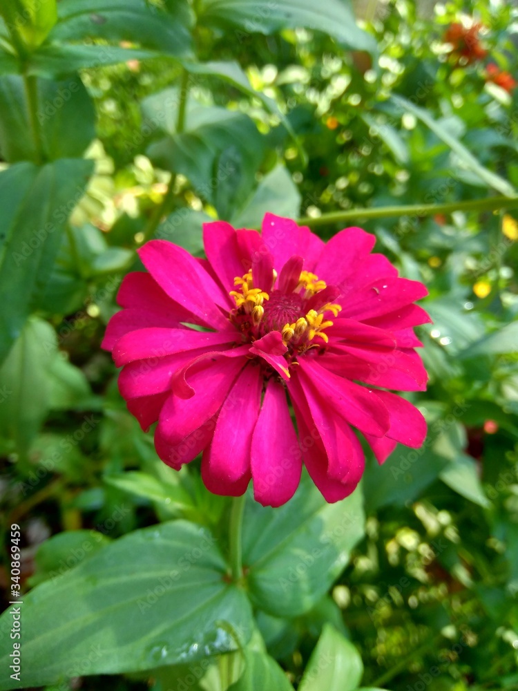 Zinnia elegans (youth and age, common zinnia, elegant zinnia) flower with natural background