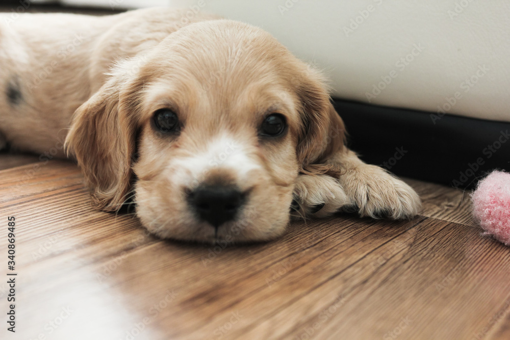 little cute spaniel puppy lies on the floor little cute spaniel puppy lies on the floor