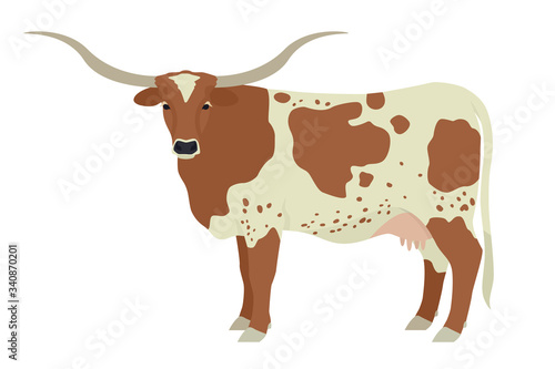 Texas Longhorn cow Breeds of domestic cattle Flat vector illustration Isolated object on white background