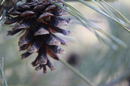Owoc sosny w delikatnych promieniach poranka. 