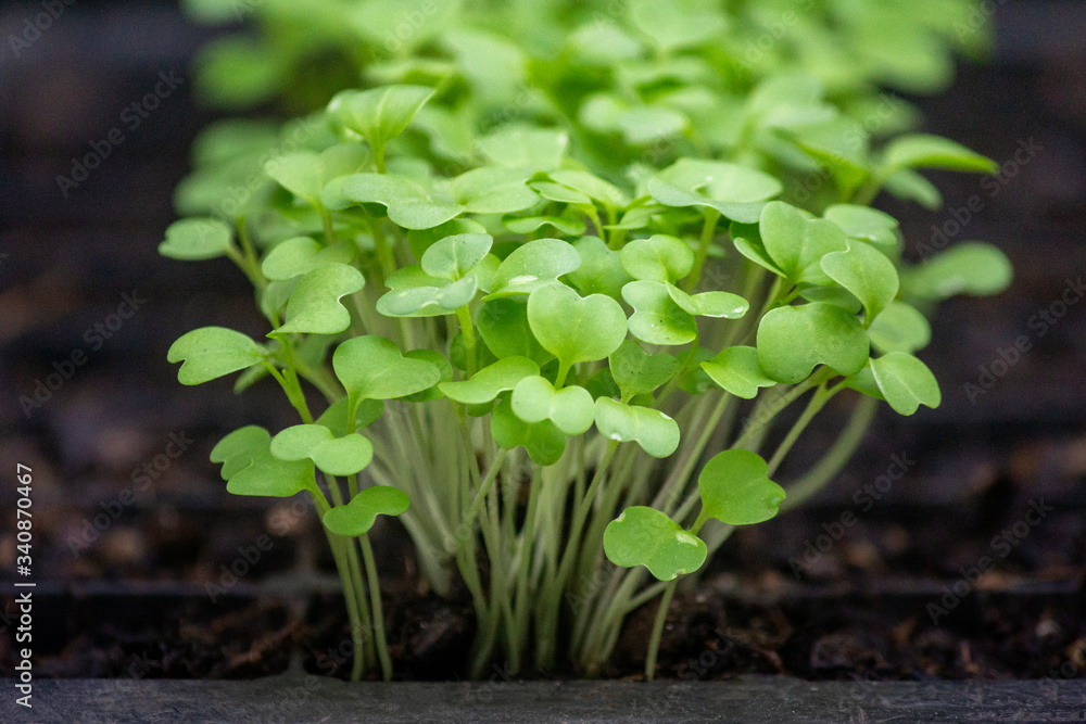 Sprouts of turnip vegetables (species Brassica rapa) in fertile soil of