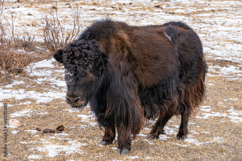 Domestic Yak on the shore of Lake Baikal Domestic Yak on the shore of Lake Baikal