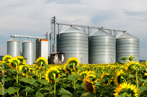 Silo in a sunflower field.
