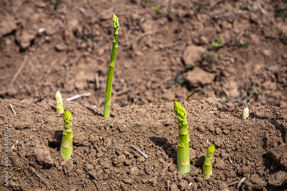 grüner Spargel auf dem Acker grüner Spargel auf dem Acker