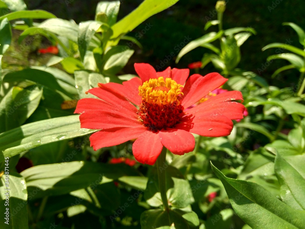 Zinnia elegans (youth and age, common zinnia, elegant zinnia) flower with natural background Zinnia elegans (youth and age, common zinnia, elegant zinnia) flower with natural background