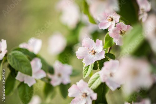 apple quince tree flowering in spring.