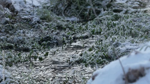 A Clean Mountain Stream Surrounded In Green Plants Covered In Thind Icicles During Winter Season.-  closeup shot photo