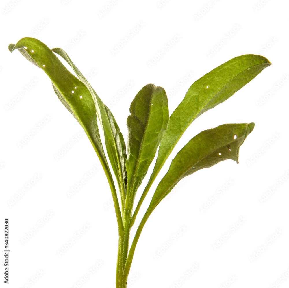 young sprouts of a new belgian aster. green leaves on a white background young sprouts of a new belgian aster. green leaves on a white background