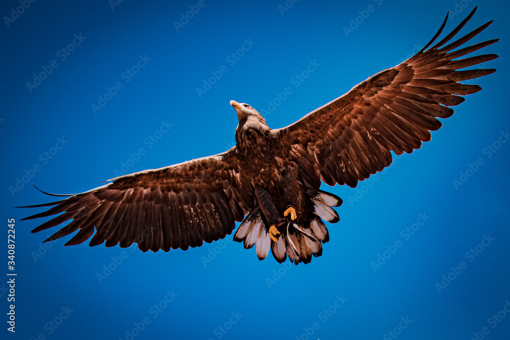 Fototapeta premium A flight of an eagle