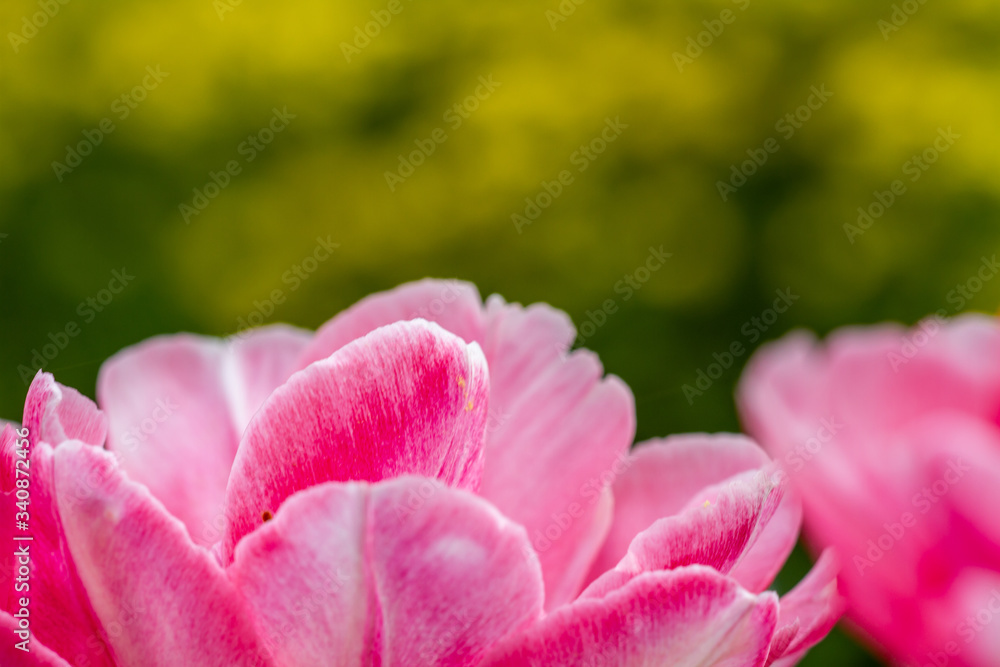 Close-up of petals of red tulips with blurry yellow flowers in the background Close-up of petals of red tulips with blurry yellow flowers in the background