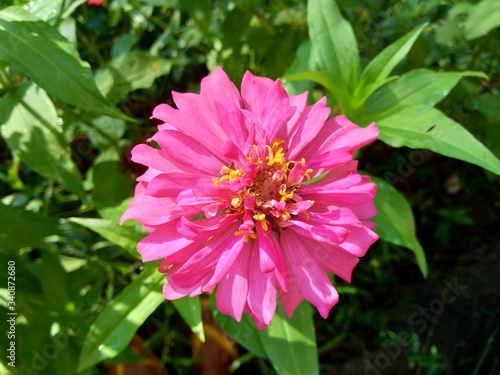 Zinnia elegans  youth and age  common zinnia  elegant zinnia  flower with natural background