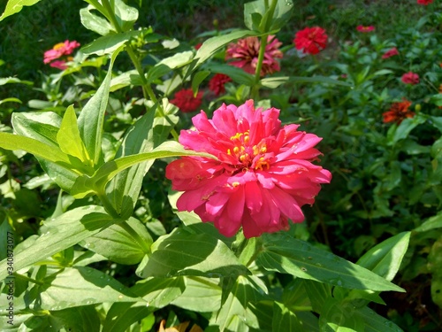 Zinnia elegans (youth and age, common zinnia, elegant zinnia) flower with natural background