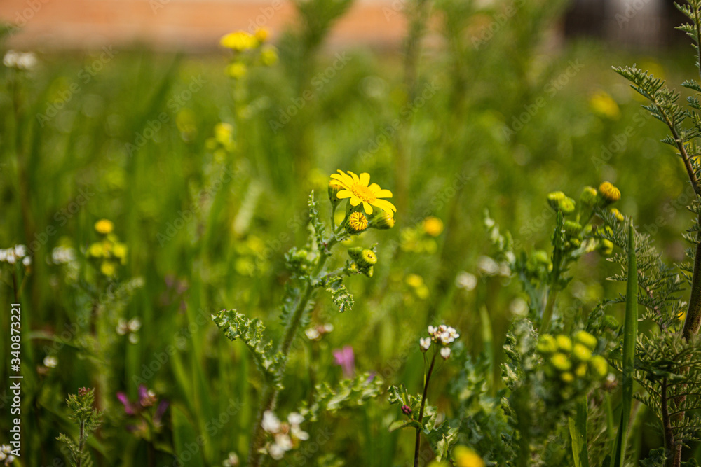 Fototapeta premium Spring has come, the flowers are blooming