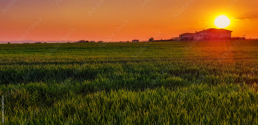 Sunset over wheat field and the lonely house