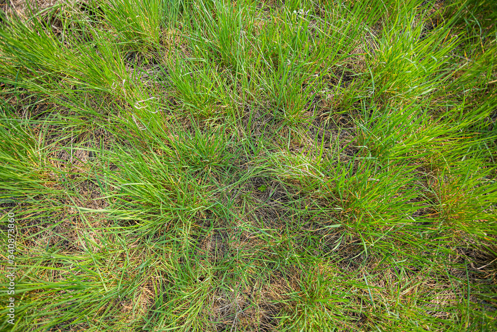 Tall green grass in spring
Tall green grass in spring