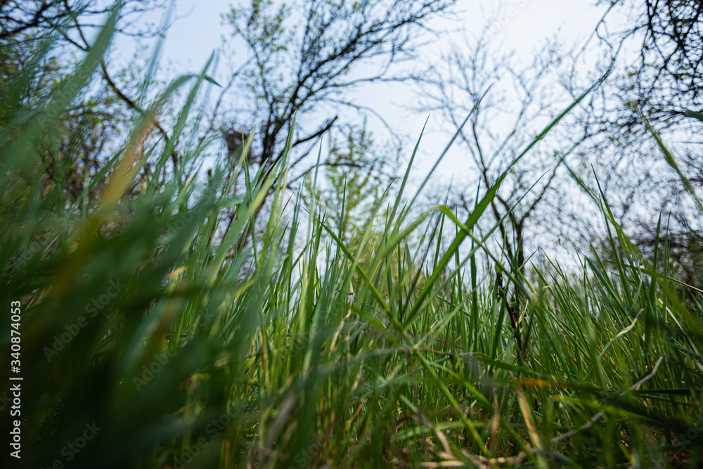 Tall green grass in spring
Tall green grass in spring