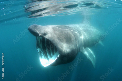 Canvas Print A Basking shark swimming just below the water's surface off Padstow, North Cornw