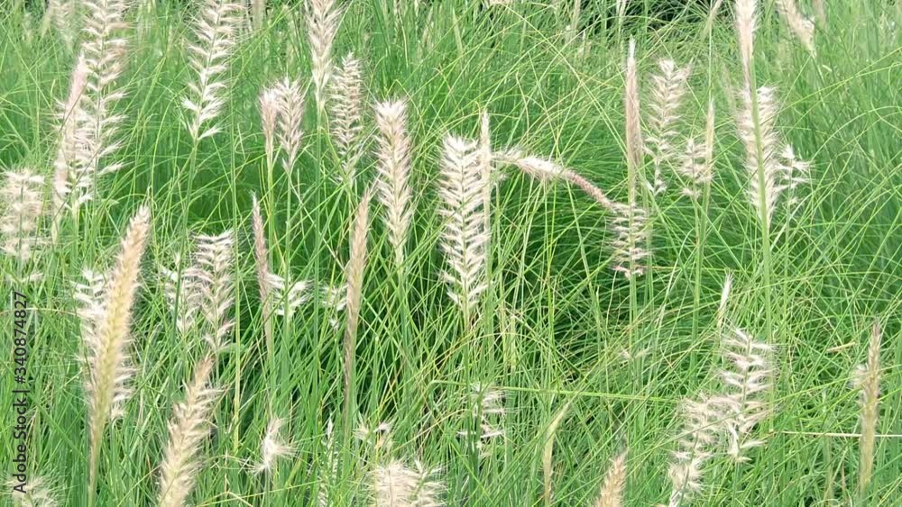 Grass flowers swaying according to the wind., nature background Grass flowers swaying according to the wind., nature background