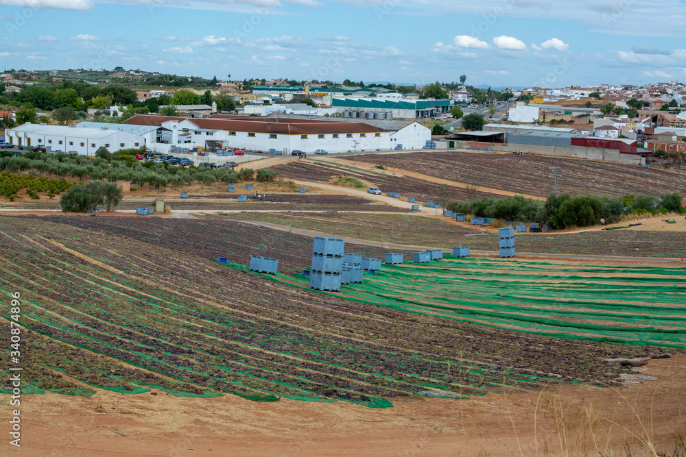 Obraz premium Drying of sweet wine pedro ximenez grapes under hot sun in Montilla-Moriles wine region, Andalusia, Spain