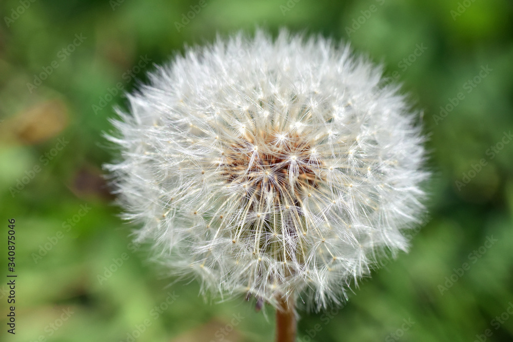 Dandelion seeds background. Little fluffy white Dandelion in the meadow Dandelion seeds background. Little fluffy white Dandelion in the meadow