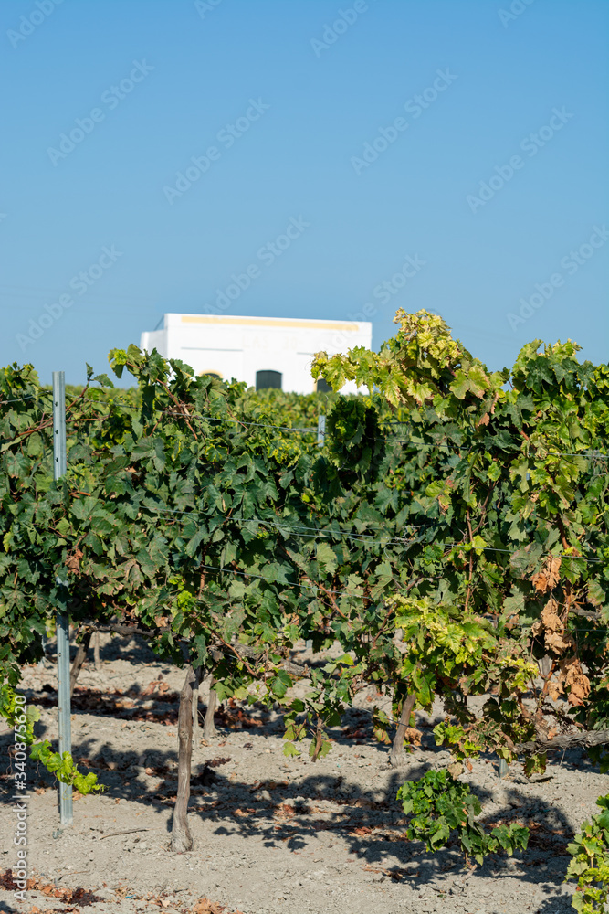Landscape with famous sherry wine grape vineyards in Andalusia, Spain, sweet pedro ximenez or muscat, or palomino grape ready to harvest, used for production of jerez, sherry sweet and dry wines